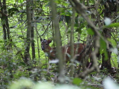 Cephalophorus harveyi