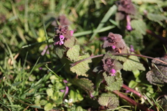 Lamium purpureum