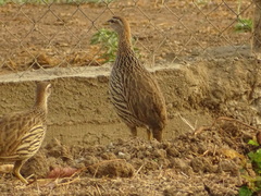 Pternistis bicalcaratus