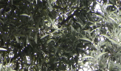 Synallaxis subpudica