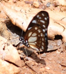 Graphium leonidas