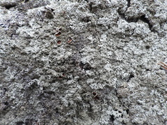 Arctoparmelia centrifuga