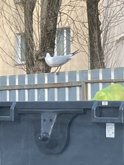 Chroicocephalus ridibundus