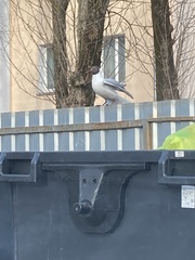 Chroicocephalus ridibundus