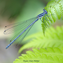 Calicnemia pulverulans