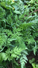 Anthriscus sylvestris