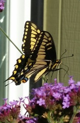 Papilio zelicaon