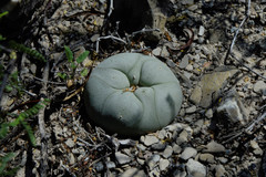 Lophophora diffusa