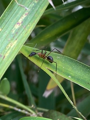 Camponotus lespesii