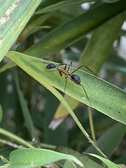 Camponotus lespesii