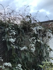 Clematis armandii