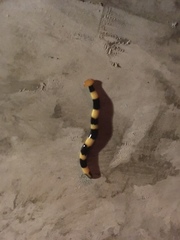 Diversibipalium rauchi