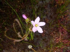 Drosera filiformis