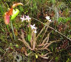 Drosera filiformis