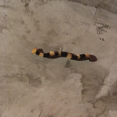 Diversibipalium rauchi