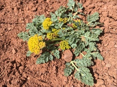 Cymopterus longipes