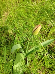 Tulipa gesneriana