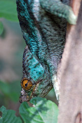 Calumma parsonii parsonii