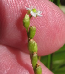Drosera intermedia