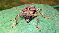 Polyrhaphis spinipennis
