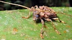 Polyrhaphis spinipennis