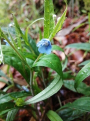 Omphalodes nitida