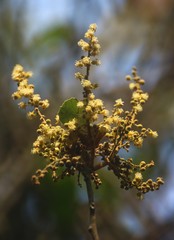 Mallotus repandus