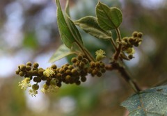 Mallotus repandus