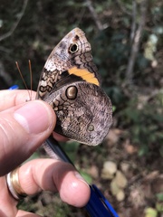 Opsiphanes invirae