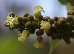 Mallotus repandus