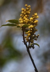 Mallotus repandus