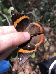 Opsiphanes invirae
