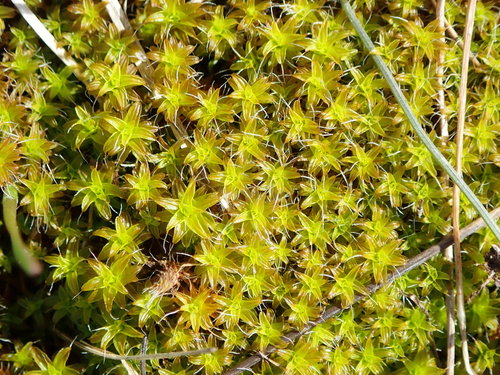 Stoginė sintrichija