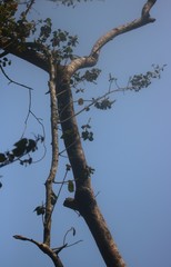 Mallotus repandus
