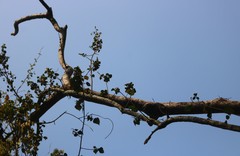 Mallotus repandus