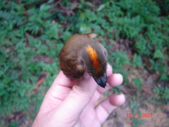 Cinnamon-Crested Spadebill photo 2