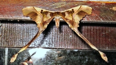 Copiopteryx sonthonnaxi