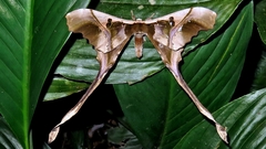 Copiopteryx sonthonnaxi