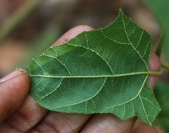 Mallotus repandus