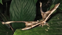 Copiopteryx sonthonnaxi