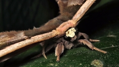 Copiopteryx sonthonnaxi