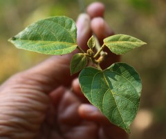 Mallotus repandus