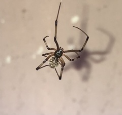 Latrodectus geometricus