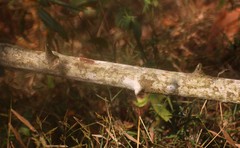Mallotus repandus