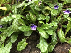 Ajuga pygmaea