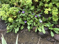 Ajuga pygmaea