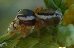 Pelegrina sabinema