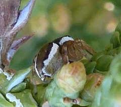 Pelegrina sabinema
