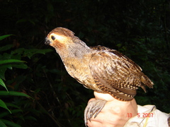 Odontophorus gujanensis