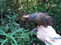 Odontophorus gujanensis